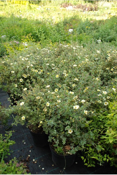 Перстач чагарниковий Прімроуз Б’юті - 5л/вис.40-50см/Ø30-40см